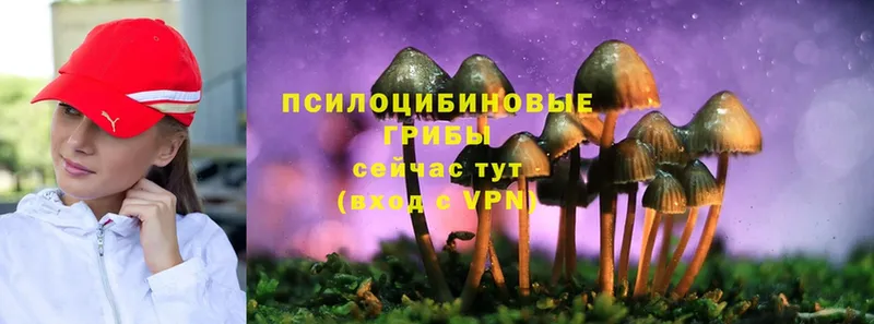 Псилоцибиновые грибы Cubensis  ОМГ ОМГ онион  Катав-Ивановск 